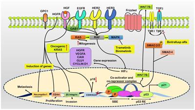 Investigating underlying molecular mechanisms, signaling pathways, emerging therapeutic approaches in pancreatic cancer